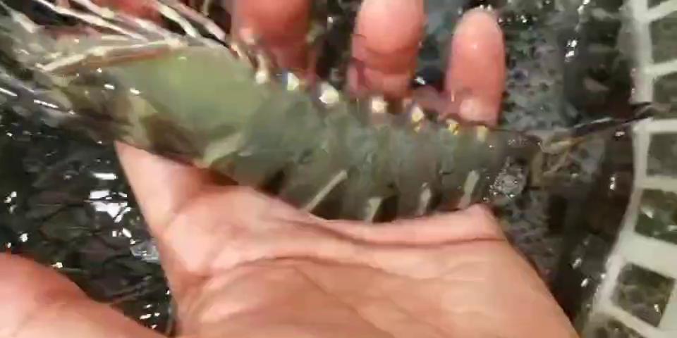 东山岛·黑虎虾